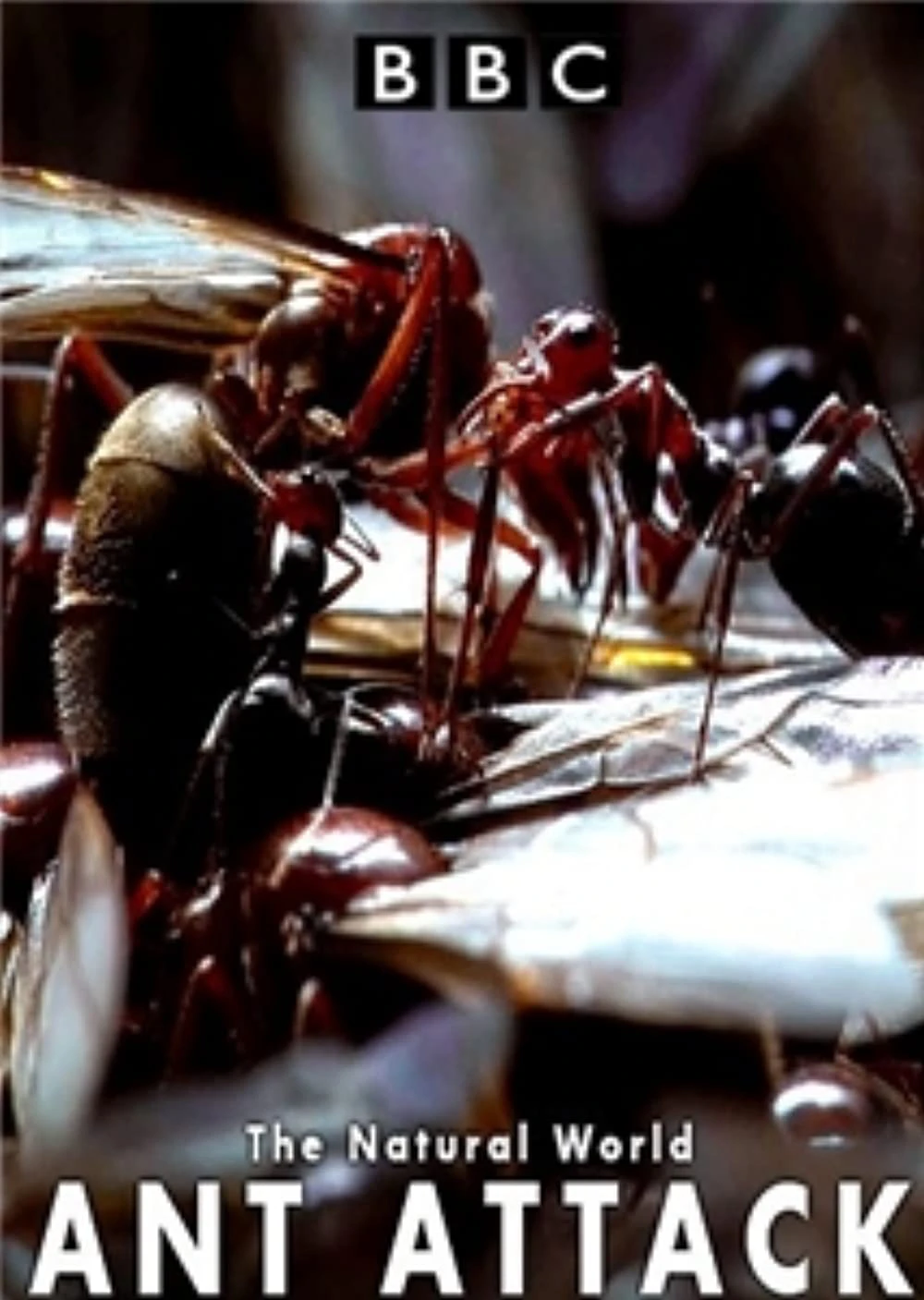 Kiến ăn thịt | The Natural World - Ant Attack (2006)