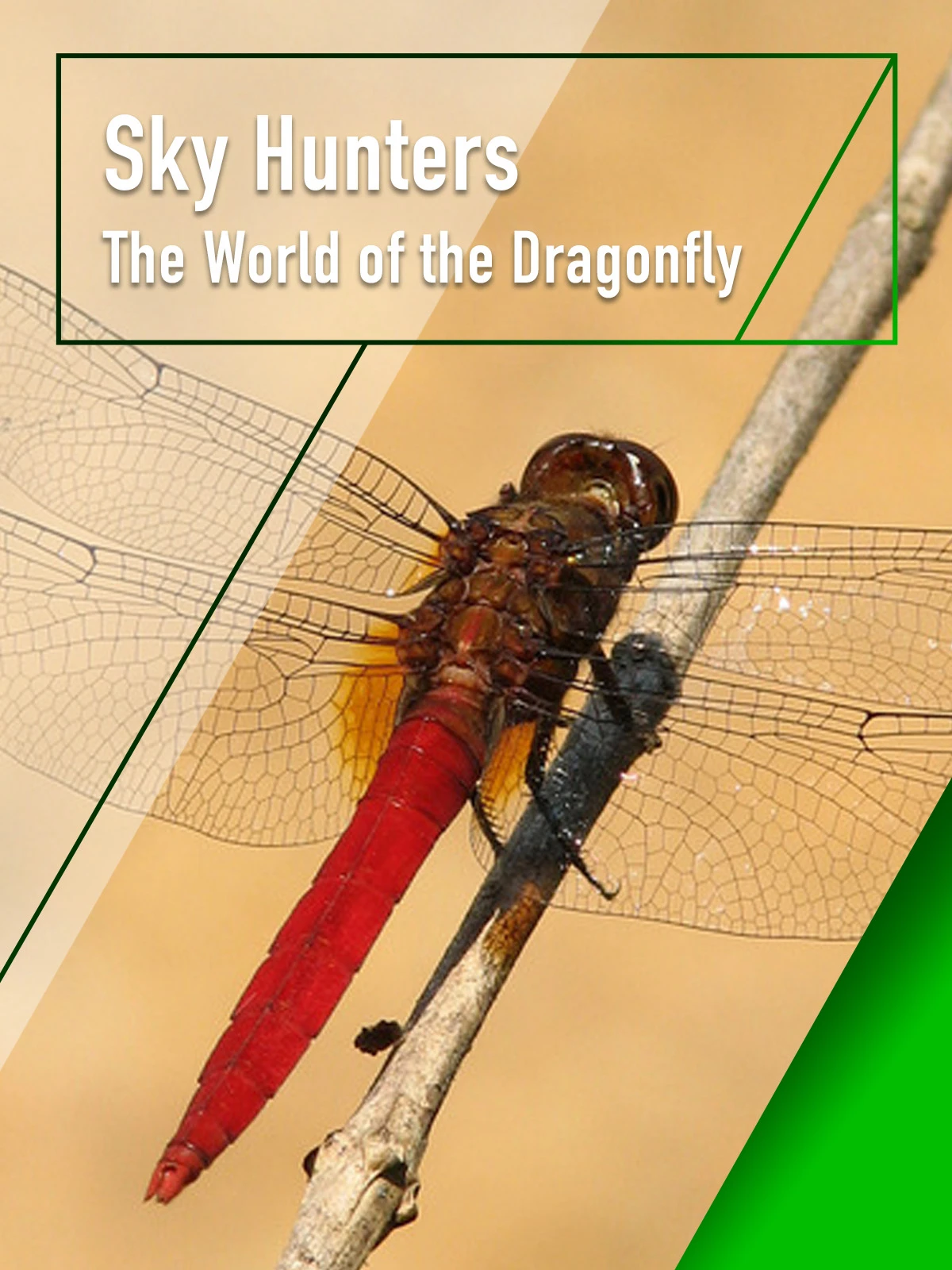 Sky Hunters - The World of Dragonfly | Sky Hunters - The World of Dragonfly (2010)