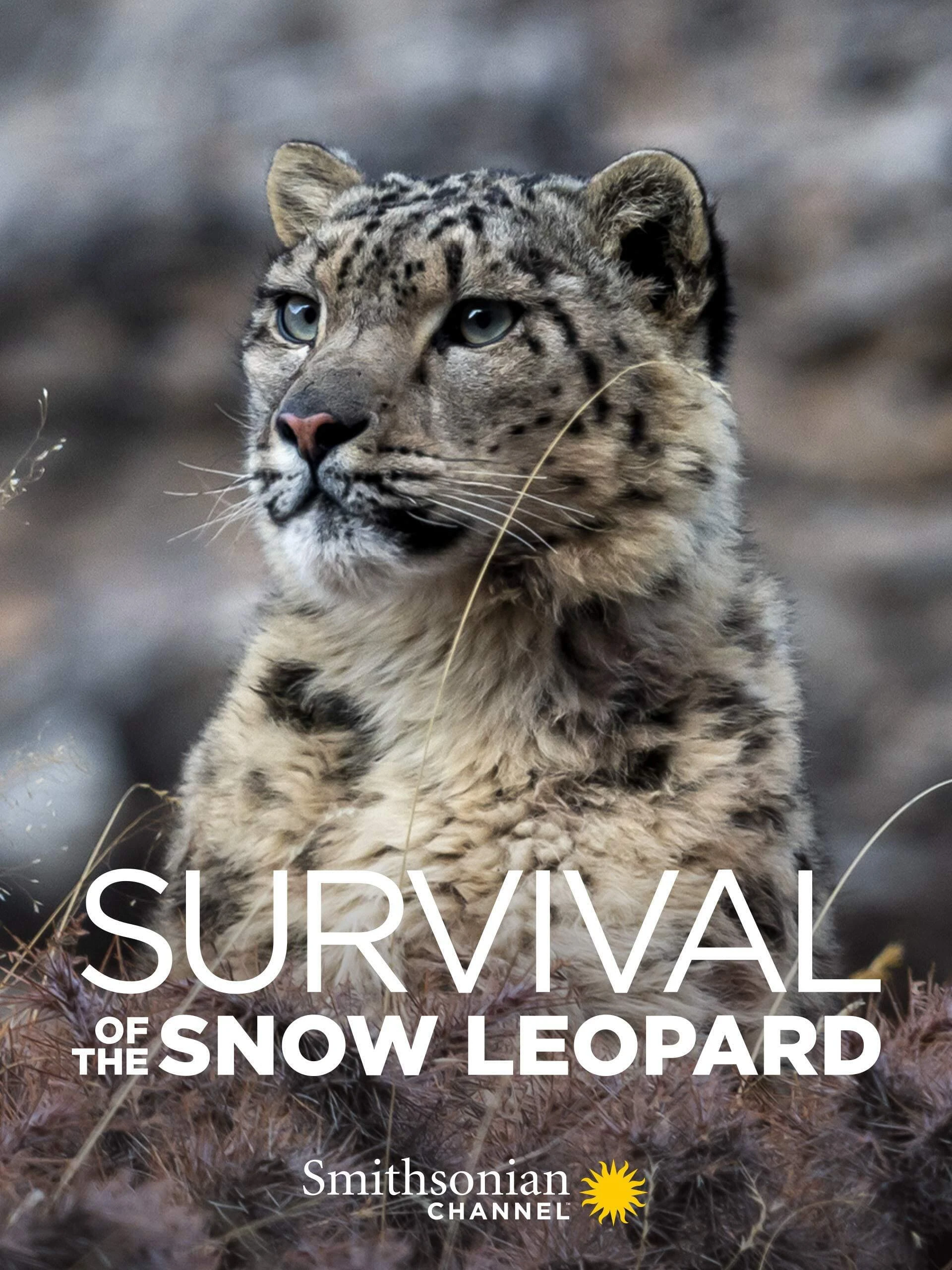 Survival Of The Snow Leopard | Survival Of The Snow Leopard (2020)