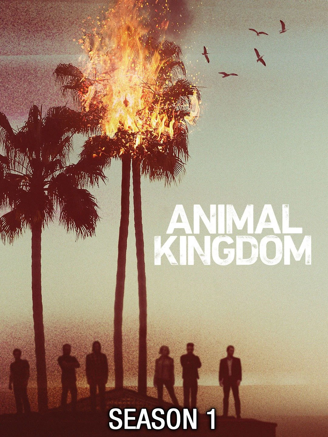 Vương quốc động vật (Phần 1) | Animal Kingdom (Season 1) (2016)